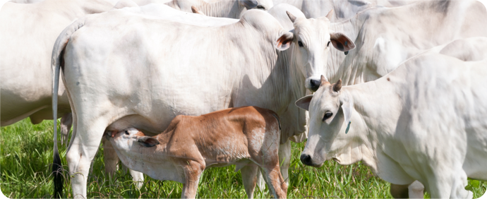 Suplemento à base de óleos essenciais eleva em até 16% a taxa de prenhez de vacas.