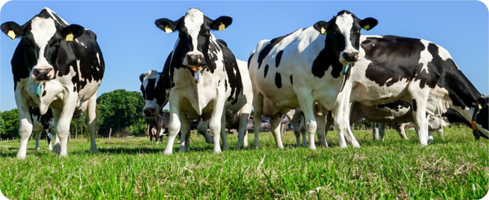 Suplemento à base de óleos essenciais eleva a produção de leite em até 2lts/vaca/dia.