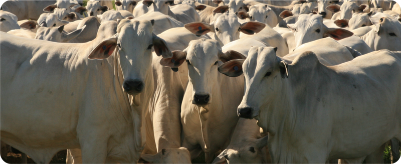 Programa sanitário inovador eleva a produtividade na Estação de Monta.